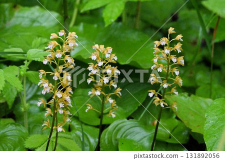 A beautiful inflorescence of yellowish-brown sepals and lateral petals with white lip petals, seen on Rebun Island, Hokkaido. A beautiful inflorescence of yellowish-brown sepals and lateral petals with white lip petals, seen on Rebun Island, Hokkaido. 131892056