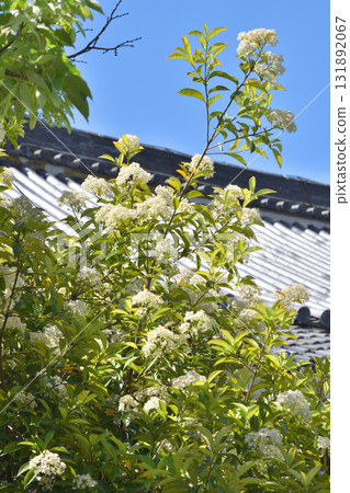Viburnum prunifolium Viburnum prunifolium 131892067