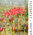 A cluster amaryllis swaying in the wind A cluster amaryllis swaying in the wind 131892231