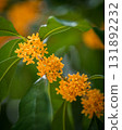 A string of Osmanthus flowers A string of Osmanthus flowers 131892232