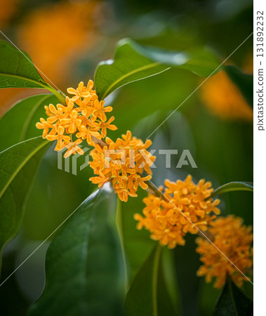 A string of Osmanthus flowers 131892232