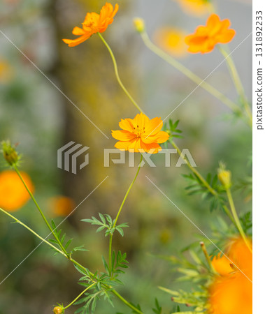 Kibana cosmos swaying in the wind Kibana cosmos swaying in the wind 131892233