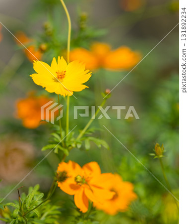 Kibana cosmos swaying in the wind 131892234