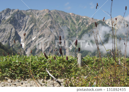 Happo Waremoko flowers blooming with the Northern Alps in the background [Happoone] Hakuba Village, Nagano Prefecture, September 131892435