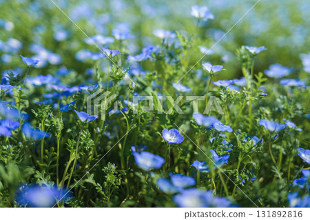 A field of blue nemophila flowers blooming all over (spring scenery) A field of blue nemophila flowers blooming all over (spring scenery) 131892816