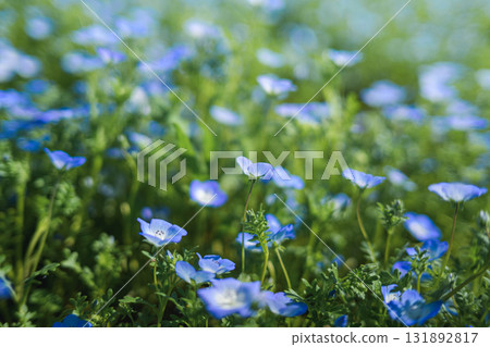 A field of blue nemophila flowers blooming all over (spring scenery) A field of blue nemophila flowers blooming all over (spring scenery) 131892817