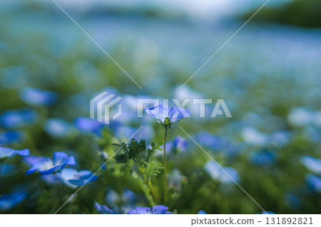 A field of blue nemophila flowers blooming all over (spring scenery) A field of blue nemophila flowers blooming all over (spring scenery) 131892821