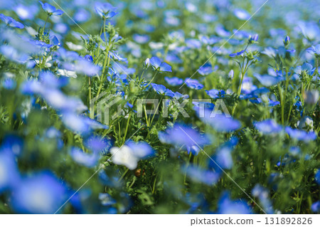 A field of blue nemophila flowers blooming all over (spring scenery) 131892826
