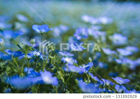 A field of blue nemophila flowers blooming all over (spring scenery) 131892829