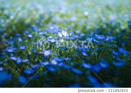 A field of blue nemophila flowers blooming all over (spring scenery) 131892833