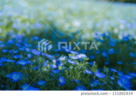 A field of blue nemophila flowers blooming all over (spring scenery) 131892834