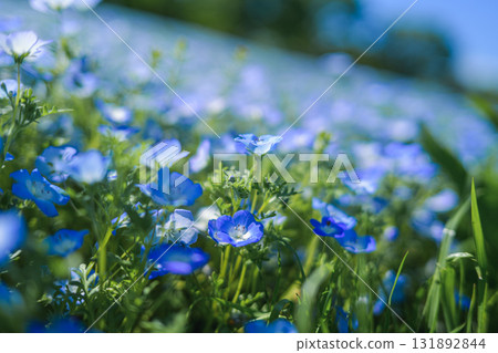 A field of blue nemophila flowers blooming all over (spring scenery) A field of blue nemophila flowers blooming all over (spring scenery) 131892844