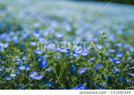 A field of blue nemophila flowers blooming all over (spring scenery) A field of blue nemophila flowers blooming all over (spring scenery) 131892849