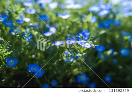 盛開的藍色粉蝶花田（春天的景色） 131892859