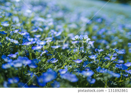 A field of blue nemophila flowers blooming all over (spring scenery) A field of blue nemophila flowers blooming all over (spring scenery) 131892861