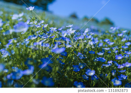 A field of blue nemophila flowers blooming all over (spring scenery) 131892873