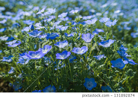 A field of blue nemophila flowers blooming all over (spring scenery) A field of blue nemophila flowers blooming all over (spring scenery) 131892874