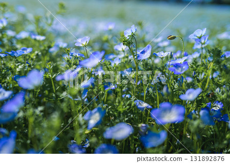 A field of blue nemophila flowers blooming all over (spring scenery) A field of blue nemophila flowers blooming all over (spring scenery) 131892876