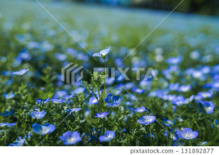 A field of blue nemophila flowers blooming all over (spring scenery) 131892877