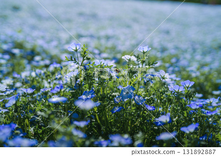 A field of blue nemophila flowers blooming all over (spring scenery) 131892887