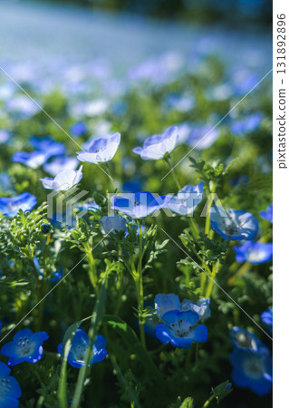 A field of blue nemophila flowers blooming all over (spring scenery) A field of blue nemophila flowers blooming all over (spring scenery) 131892896