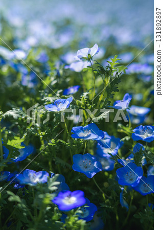 A field of blue nemophila flowers blooming all over (spring scenery) A field of blue nemophila flowers blooming all over (spring scenery) 131892897