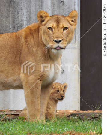 Mother lion guarding her little cub 131892986