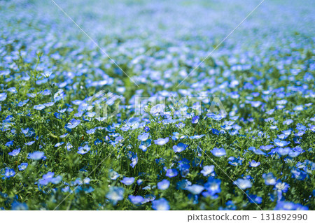 A field of blue nemophila flowers blooming all over (spring scenery) 131892990