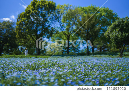 盛開的藍色粉蝶花田（春天的景色） 131893020