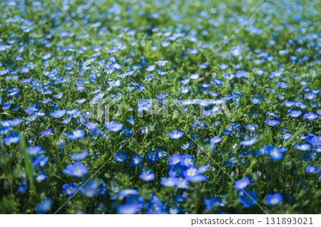 盛開的藍色粉蝶花田(春天的景色) 盛開的藍色粉蝶花田(春天的景色) 131893021