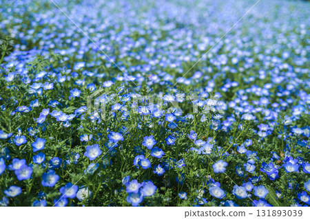 A field of blue nemophila flowers blooming all over (spring scenery) 131893039