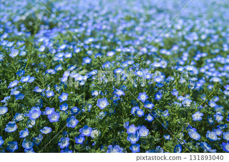 A field of blue nemophila flowers blooming all over (spring scenery) 131893040