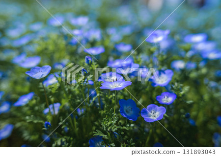 盛開的藍色粉蝶花田（春天的景色） 131893043