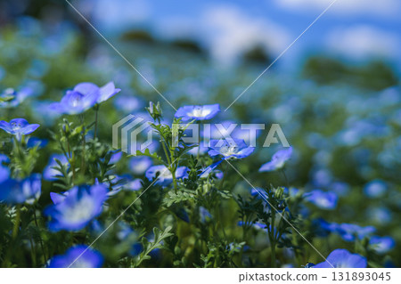 盛開的藍色粉蝶花田（春天的景色） 131893045