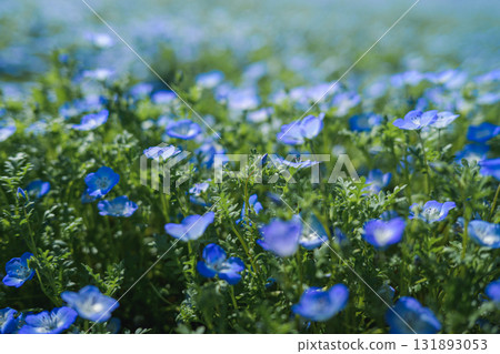 A field of blue nemophila flowers blooming all over (spring scenery) A field of blue nemophila flowers blooming all over (spring scenery) 131893053