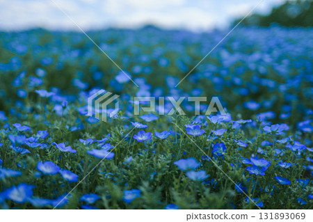 A field of blue nemophila flowers blooming all over (spring scenery) 131893069