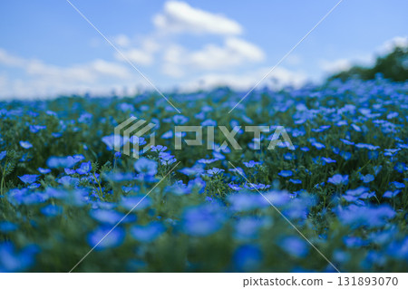 A field of blue nemophila flowers blooming all over (spring scenery) A field of blue nemophila flowers blooming all over (spring scenery) 131893070