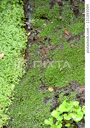 Mosses in Otari 131893094