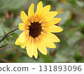 Sunflower 131893096