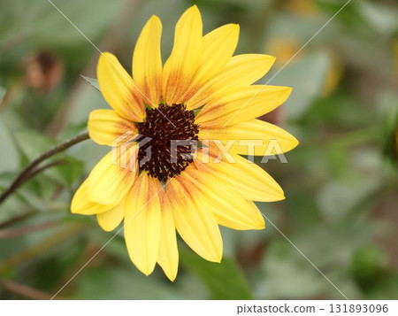 Sunflower Sunflower 131893096