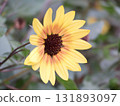 Sunflower 131893097