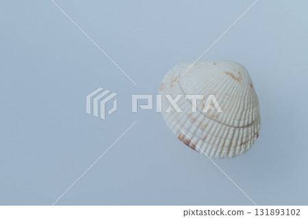 白色背景中的小貝殼 131893102