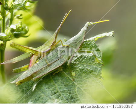 一隻長腿蚱蜢停在紫蘇葉上 131893397