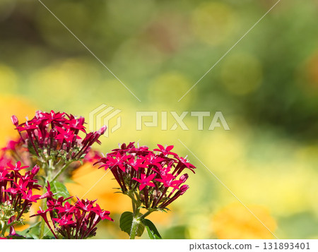 紅色pentas花 131893401