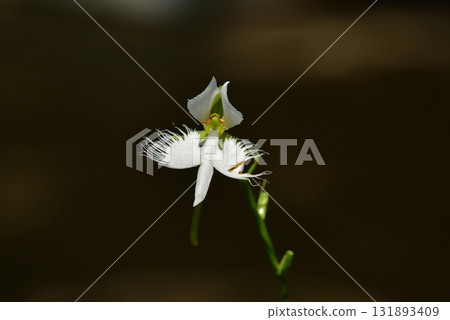 Elegantly blooming egret flowers Elegantly blooming egret flowers 131893409