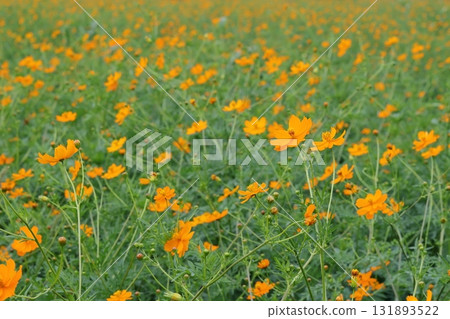 Yellow flower cosmos in full bloom 131893522