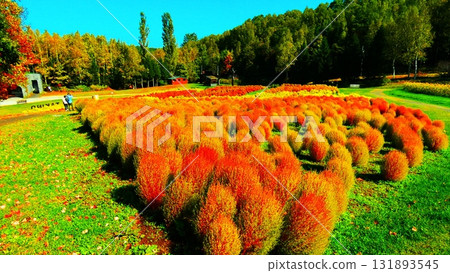 Kokia染成鮮紅色 Kokia染成鮮紅色 131893545