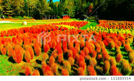 Kokia染成鮮紅色 Kokia染成鮮紅色 131893554