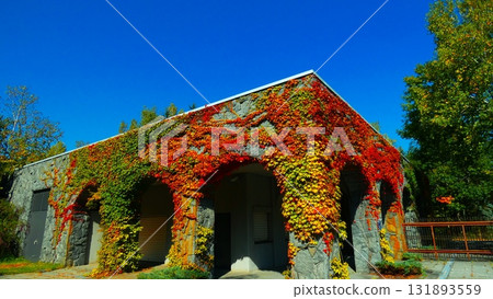 Kokia染成鮮紅色 Kokia染成鮮紅色 131893559