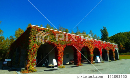 Kokia染成鮮紅色 131893560